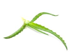 Aloe Vera - Curative Plant Stock Images Aloe Vera - Curative Plant Stock Images