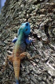 Blue Headed Lizard Royalty Free Stock Photos Blue Headed Lizard Royalty Free Stock Photos