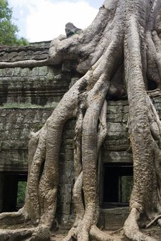 Tree Root Hangs Over Temple Wall Stock Photos Tree Root Hangs Over Temple Wall Stock Photos