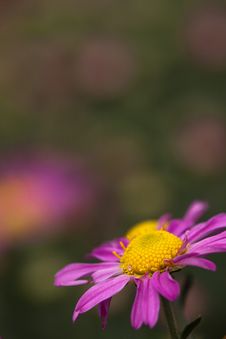 Colsed Up Pink Chrysanthemum With Nice Color Royalty Free Stock Images Colsed Up Pink Chrysanthemum With Nice Color Royalty Free Stock Images