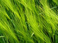 Green Wheat Field Royalty Free Stock Photos Green Wheat Field Royalty Free Stock Photos