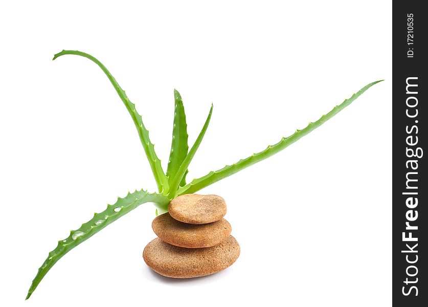 Aloe vera - curative plant on white background