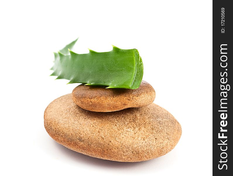 Aloe vera - curative plant on white background