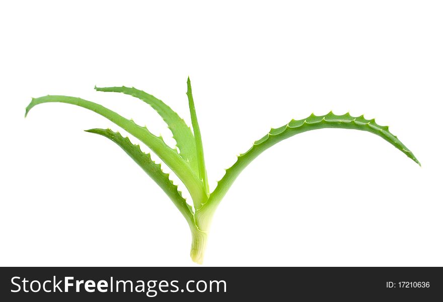 Aloe vera - curative plant on white background