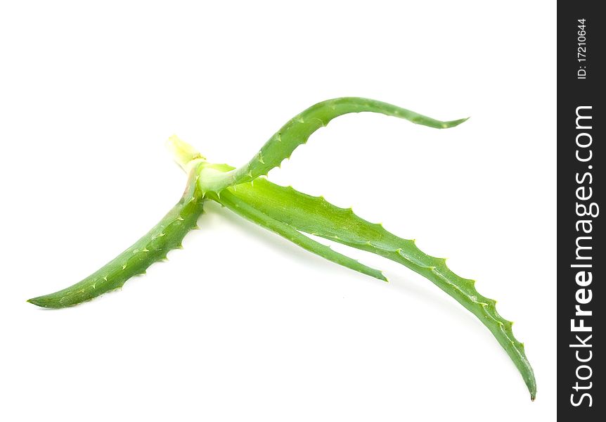 Aloe vera - curative plant on white background