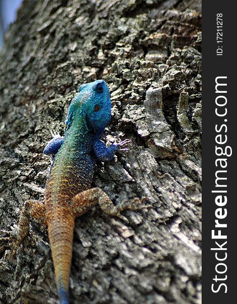 Blue headed lizard climbing tree