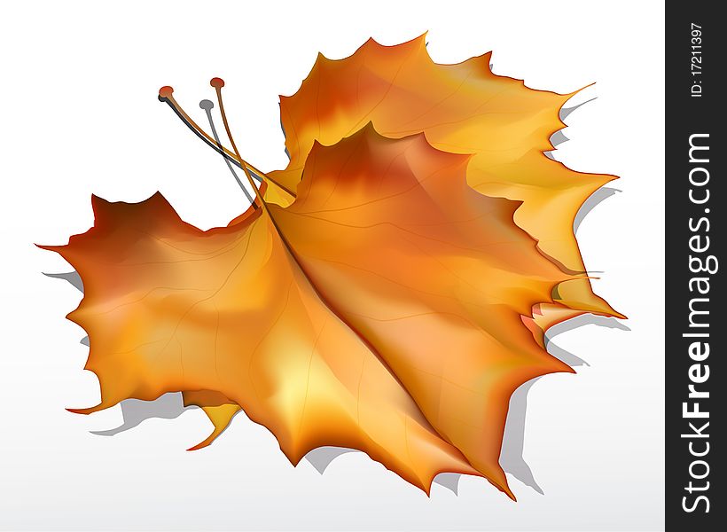 Detailed  Autumn Maple Leaves