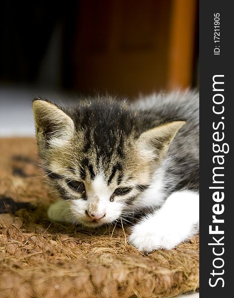 A cute kitten in the carpet