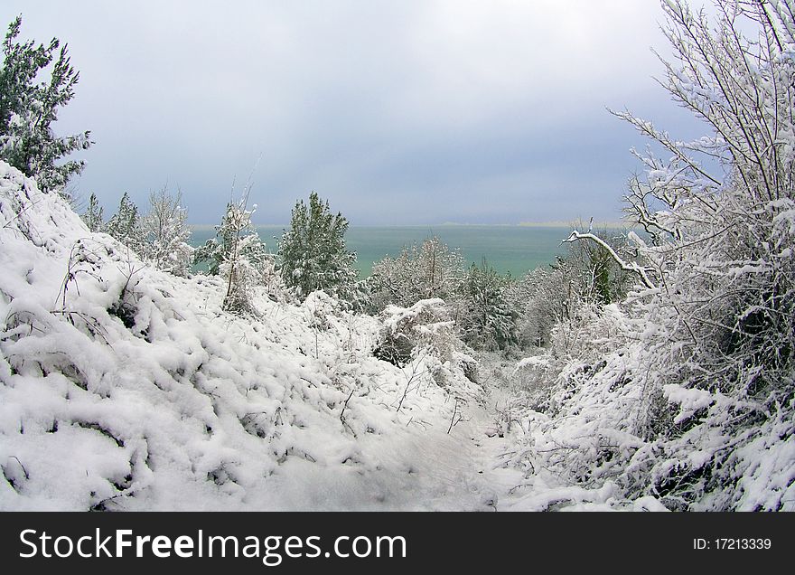 Panorama of sea and the forest with snow. Panorama of sea and the forest with snow