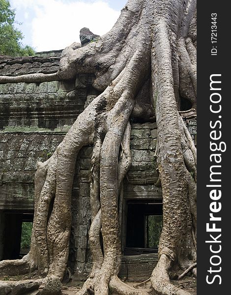 Tree root hangs over temple wall