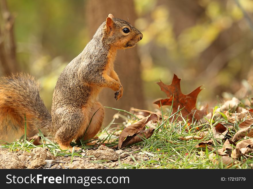 Fox Squirrel, Sciurus niger, standing on hind legs