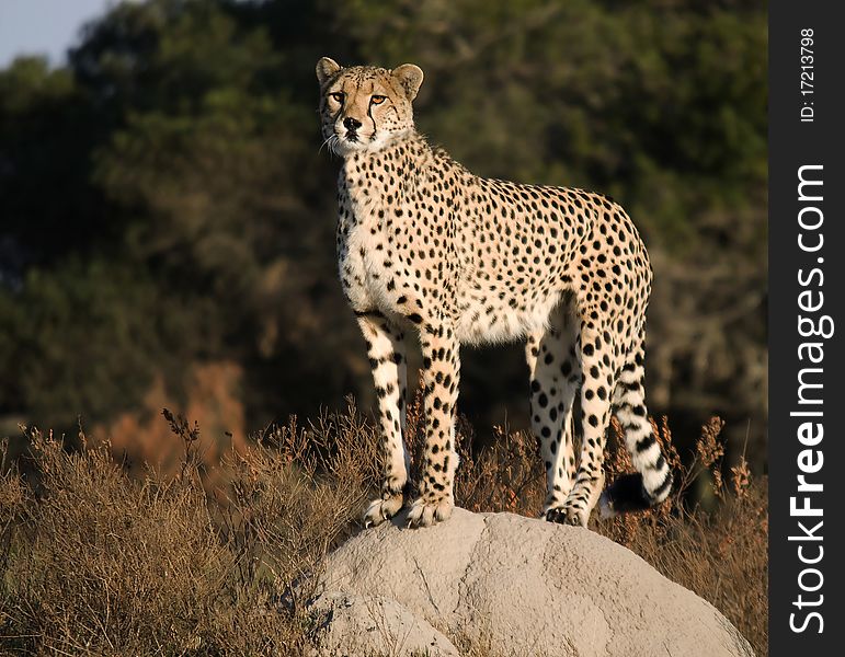 Cheetah standing on termite mound. Cheetah standing on termite mound.