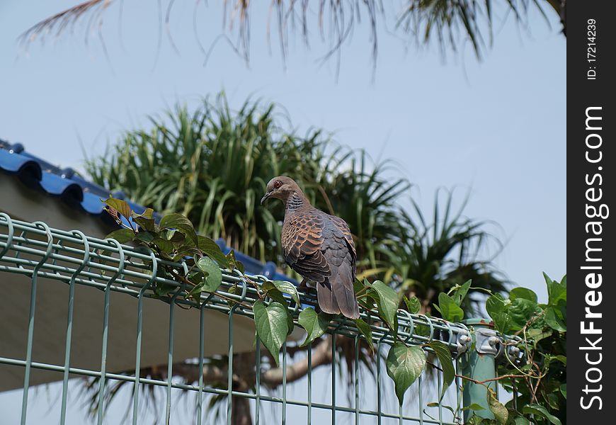 Pigeon sits on a fence.