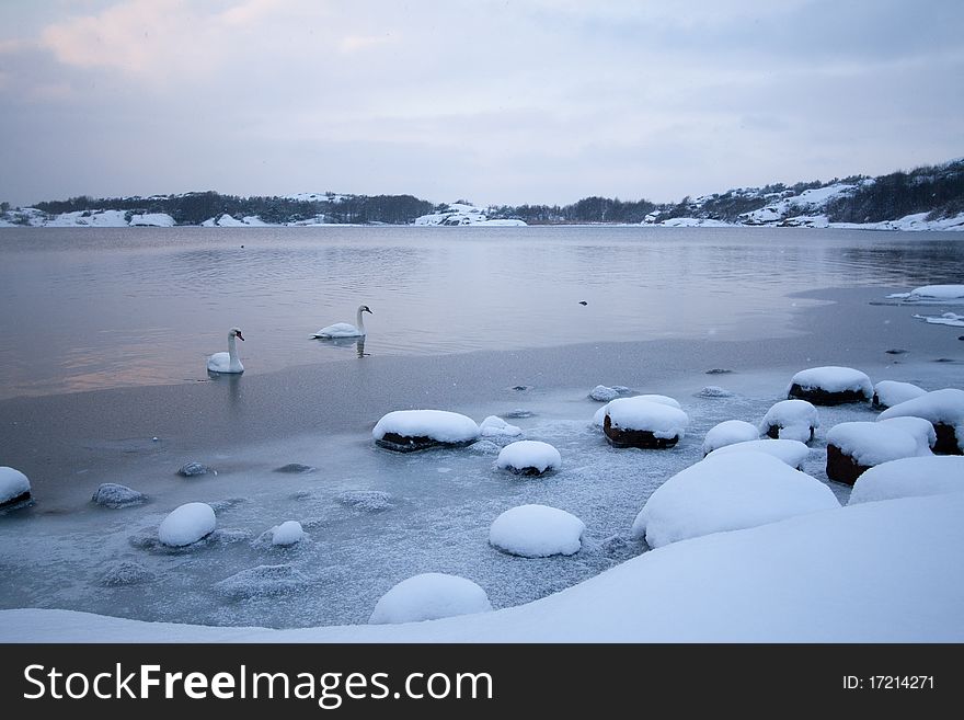 Snowy winter landscape in Sweden, with two swans swimming in the water.