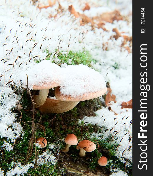 Forest in winter. Frozen mushrooms in snow. Low depth-of-field. Forest in winter. Frozen mushrooms in snow. Low depth-of-field