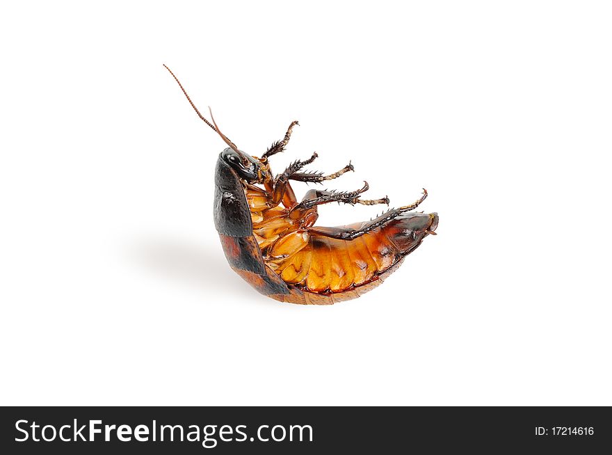 Madagascar cockroach, lying on his back. Isolated on white.