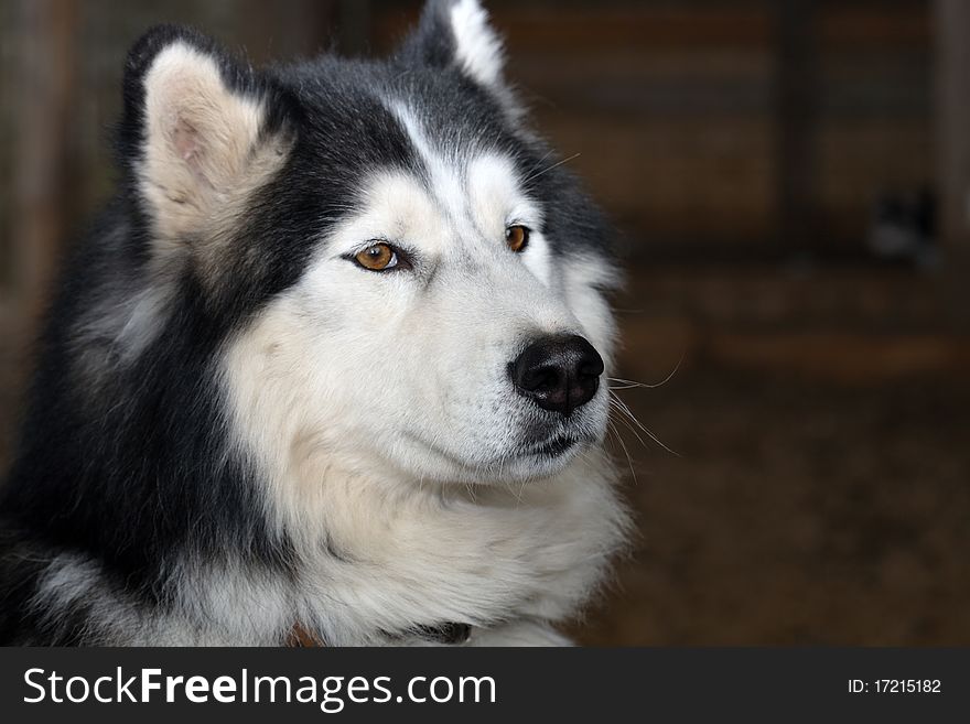 Adult siberian husky portrait on dark background