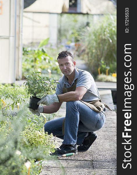 Gardener in a green house. Gardener in a green house