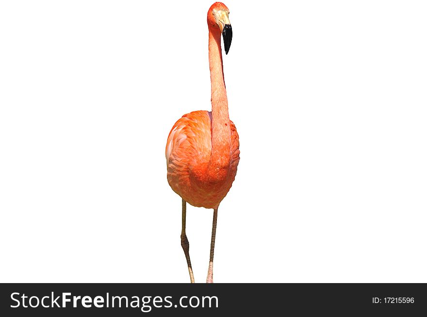 Pink flamingo on a white background. Pink flamingo on a white background.