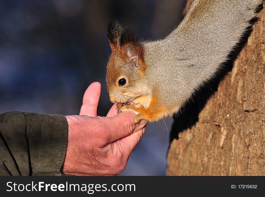 Red squirrel eats nuts from a hand. Red squirrel eats nuts from a hand.