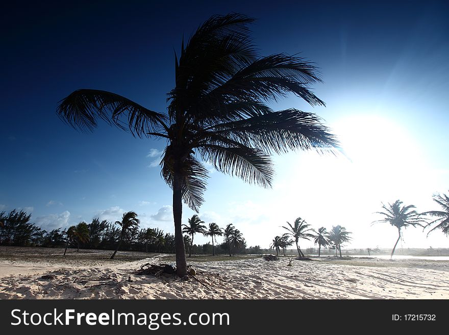 Desert palm under blue sunny sky