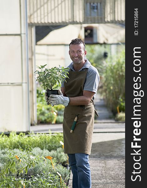 Gardener in a green house. Gardener in a green house