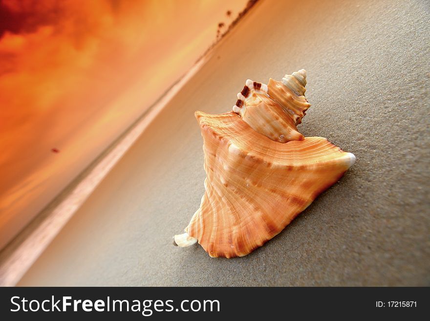 Shell on sand under sunset sky