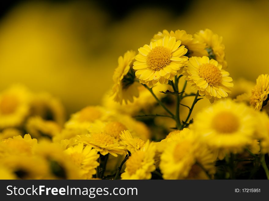 Colsed Up Chrysanthemum