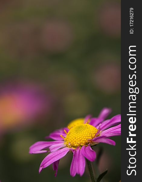 Colsed Up Pink Chrysanthemum With Nice Color