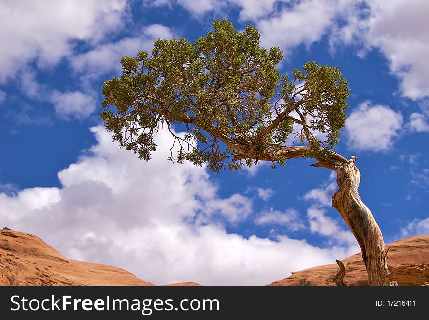 Single tree against cloudy blue sky, Corona Arch Trail, Moab, just outside Arches National Park