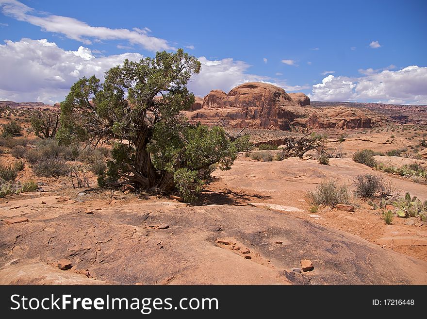 Weathered tree, Corona Arch Trail, Moab, just outside Arches National Park