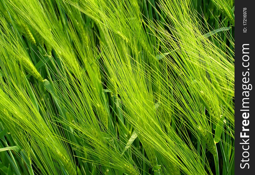 Detail photo of the green wheat field background