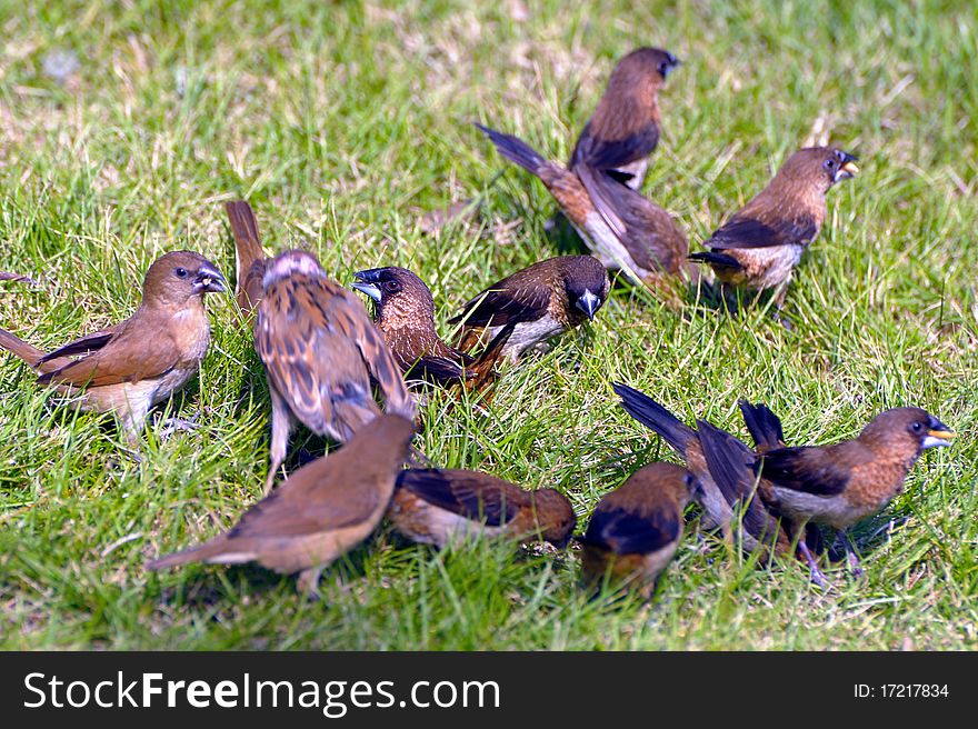 A group of sparrows at look for food