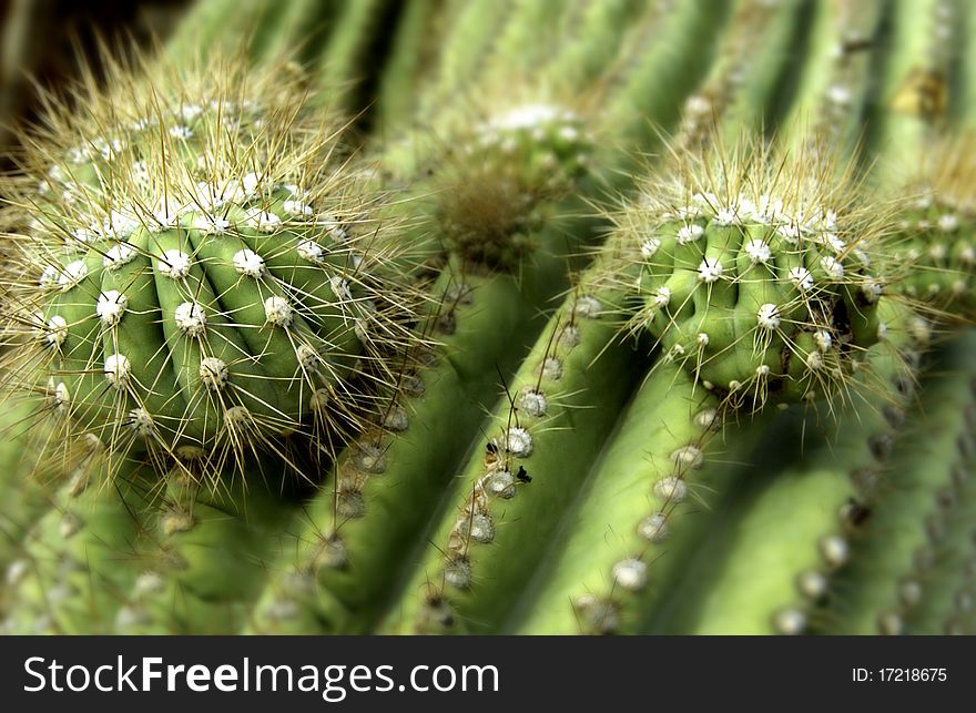 Close up of desert cactus