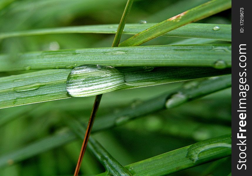 Water drops on green leaf. Water drops on green leaf.