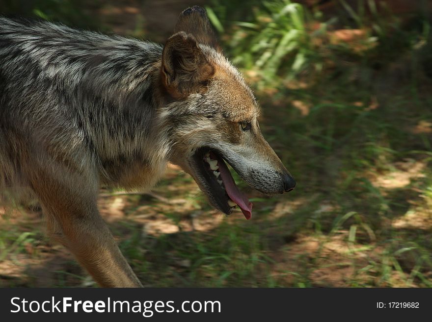 Mexican Grey Wolf in a natural setting. Mexican Grey Wolf in a natural setting