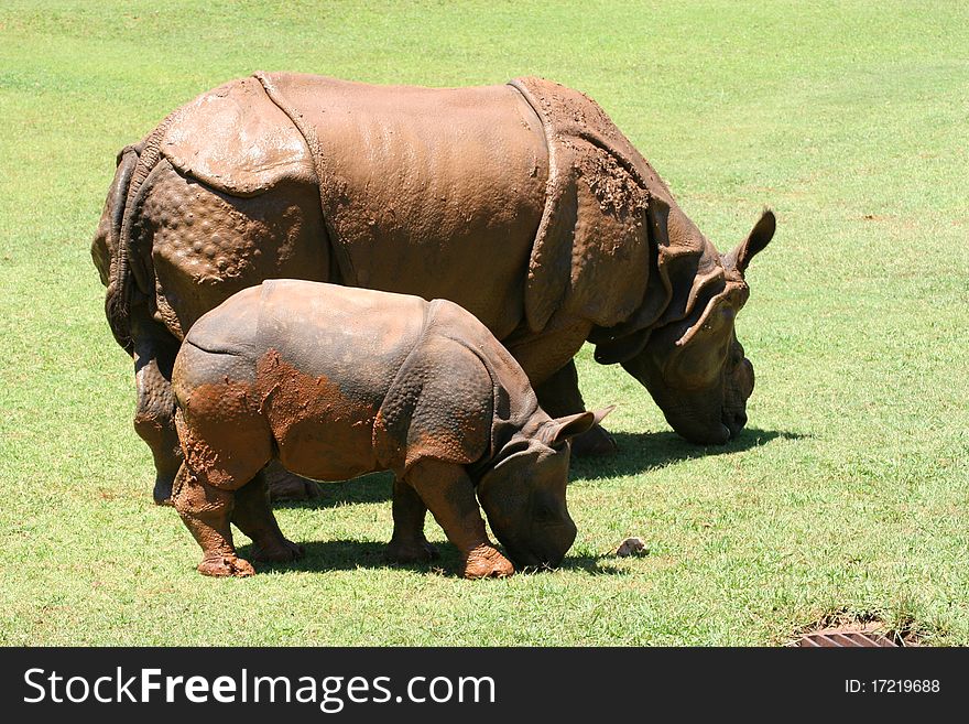 Ceratotherium Simum African Rhinocerus