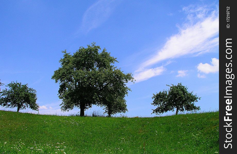 Landscape with three trees, meadows and pretty skies.