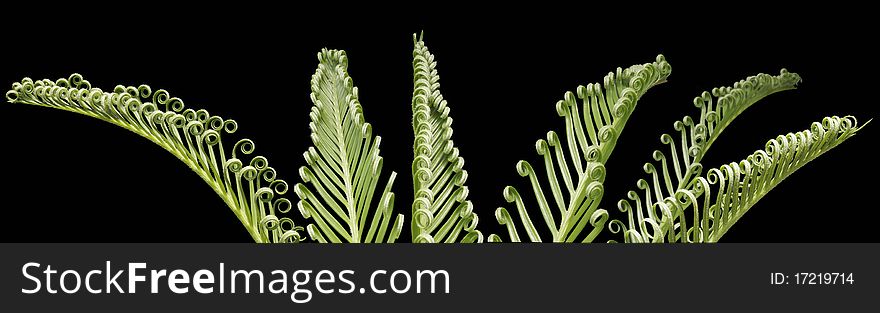 This image of the emerging fronds of Sago Palm is a Photoshop composite of 5 images. This image of the emerging fronds of Sago Palm is a Photoshop composite of 5 images.