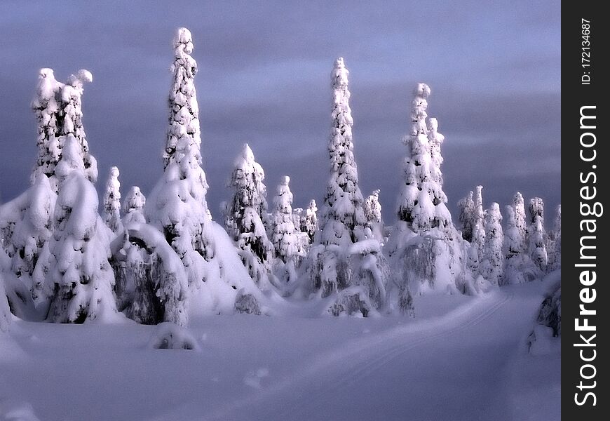 Sunrise in a winter snowy forest in northern Finland. Ski track throught the forest. Sunrise in a winter snowy forest in northern Finland. Ski track throught the forest.