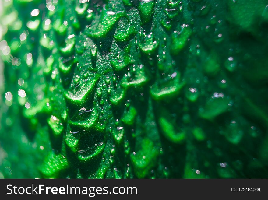 Green Leaves Pattern Background, Natural Background And Wallpaper..shallow Focus Effect