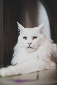 White Beautiful Fluffy Cat Lying On The Floor In The Apartment Stock Photos