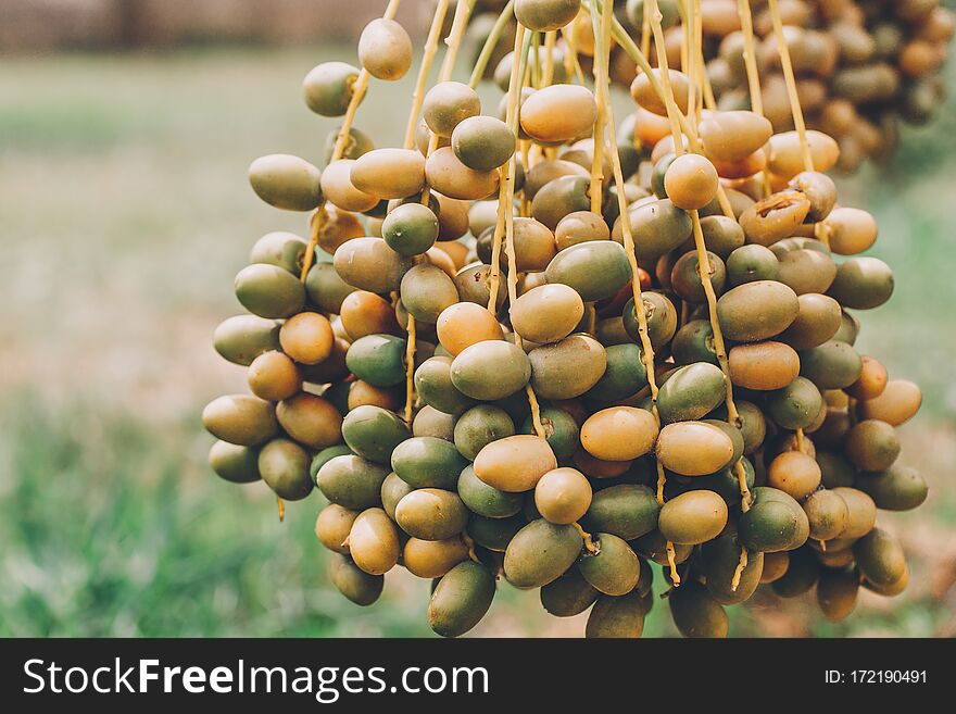 Dates Palm Branches With Ripe Dates