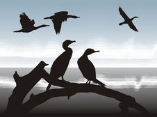 Cormorants On Lake Shore Royalty Free Stock Image Cormorants On Lake Shore Royalty Free Stock Image