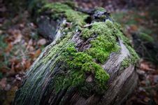 Free Log Royalty Free Stock Image - 17221616