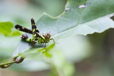 Grasshopper Royalty Free Stock Photos