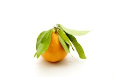 Tangerine With Water Drop Stock Image Tangerine With Water Drop Stock Image