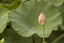 Lotus Bud Stock Photos Lotus Bud Stock Photos