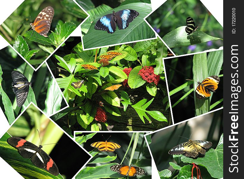 Collection Of Butterfly Photographs