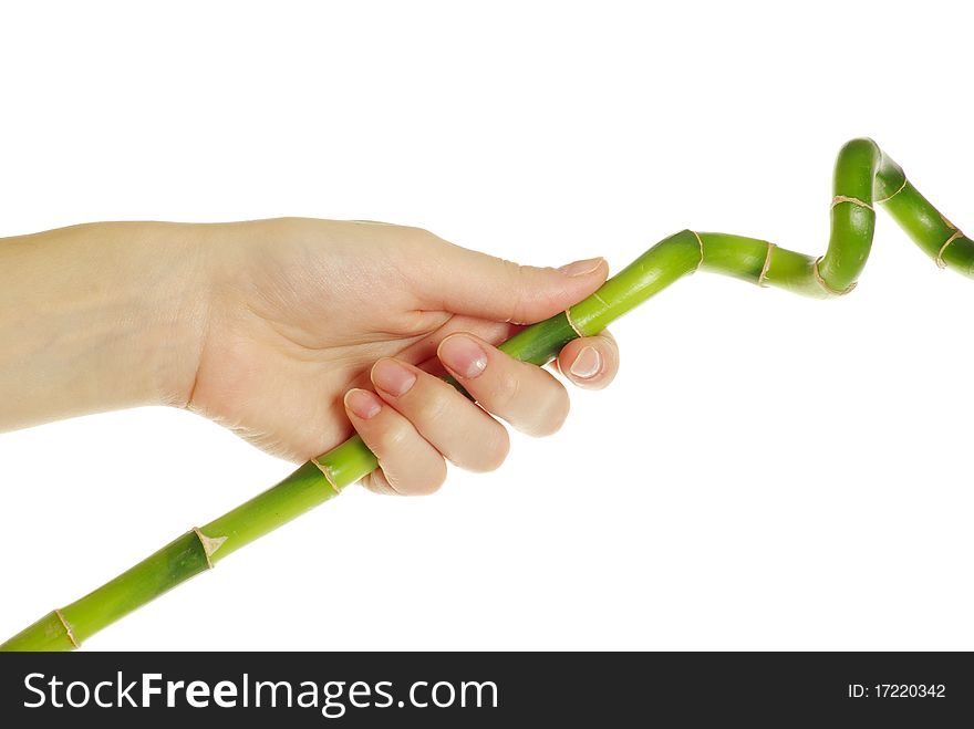 Hand and bamboo over isolated white background